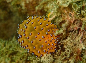 コヤナギウミウシsp　9/20/2014