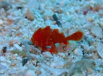 ちびカエルアンコウ 9/23/2014