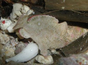 ２０１３／６／２０撮影 ヒメヒラタカエルアンコウ