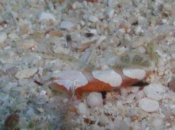 ２０１３／６／２１撮影　ナギナタハゼ