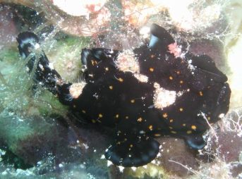 ２０１３／６／２３撮影　クマドリカエルアンコウ黒色