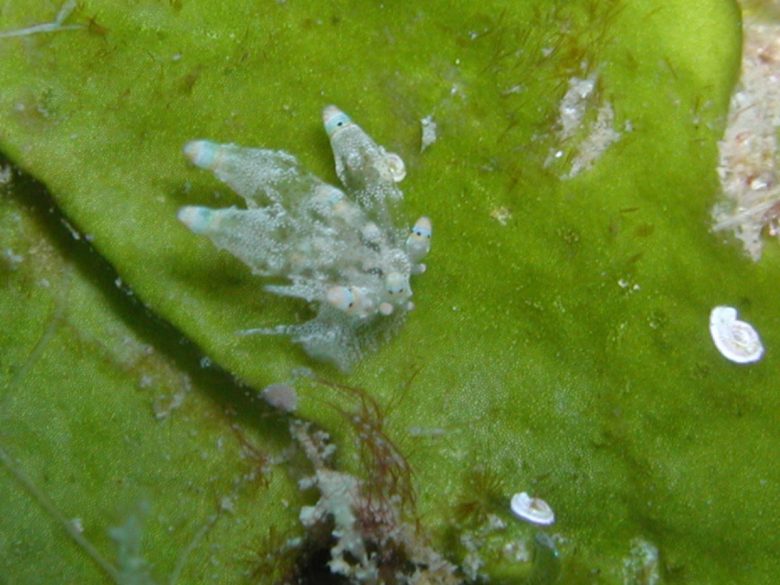 Eubranchus rubropunctatus