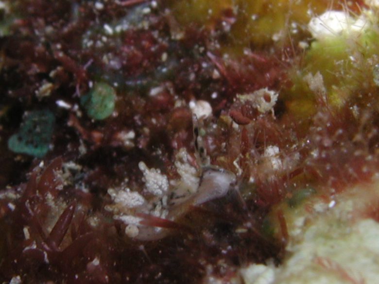 マツカサウミウシ属の一種