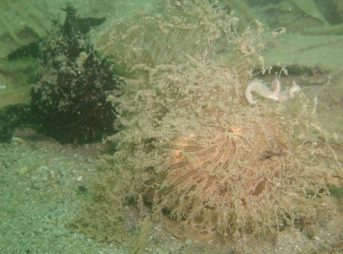 ２０１２／９／２６撮影　カエルアンコウ～ヘアリーフロッグフィッシュ～