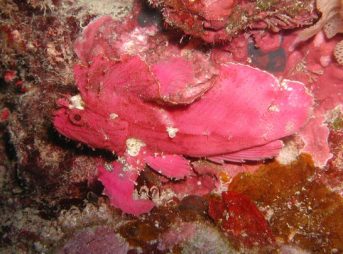 ２０１２／１０／２８撮影　ハダカハオコゼ、ピンク色個体