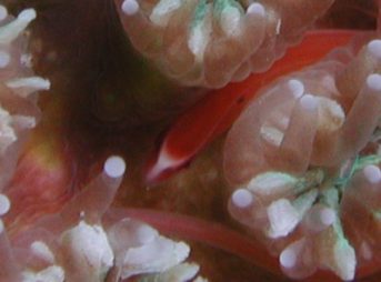 ２０１２／１１／４撮影 Bulbonaricus davaoensis