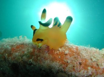 ピカチューウミウシことウデフリツノザヤウミウシ