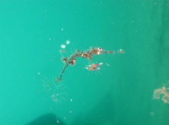 ２０１２／６／２４撮影　ニシキフウライウオｙｇ