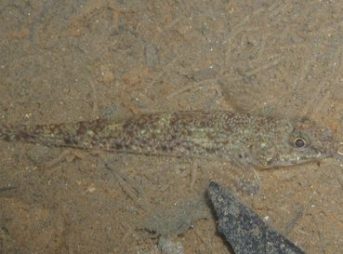 ２０１２／１２／９撮影　アゴヒゲハゼ