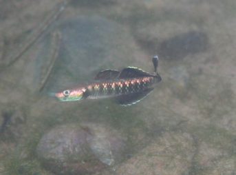 ２０１２／１２／１５撮影　ハヤセボウズハゼ