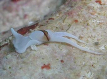 ２０１２／１２／３１撮影　ノアルダ属の一種