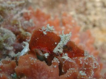 ２０１３／２／３撮影 Paralatreutes bicornis パララトレウテス・ビコルニス