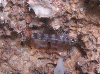 ２０１２／５／１撮影　ドウクツシマベニハゼｓｐ