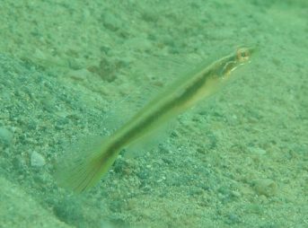 ２０１２／６／２６撮影　ハゴロモハゼ黄化個体