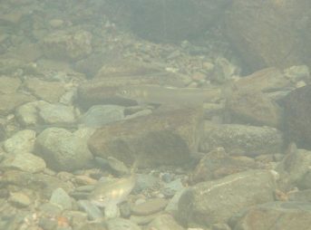 ２０１２／７／１撮影　リュウキュウアユ