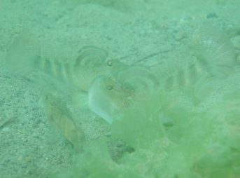 ２０１２／７／１４撮影　カスリハゼｓｐの喧嘩