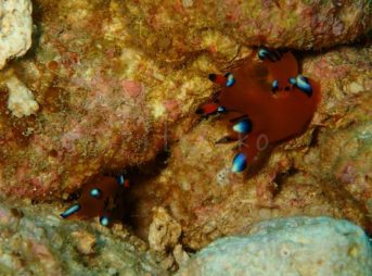 ウデフリツノザヤウミウシ