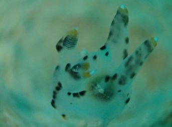 ツノザヤウミウシ