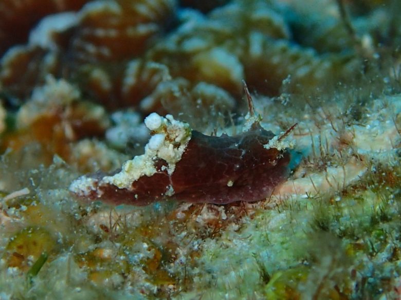 センヒメウミウシsp