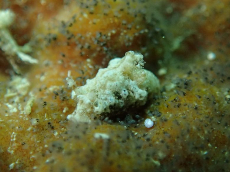 トラパニア属の一種