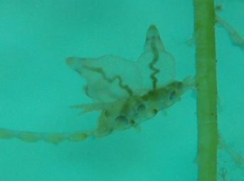 ホリミノウミウシ属の一種