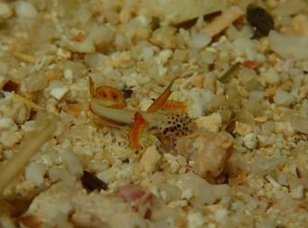 ホムラハゼ 8/11/2014