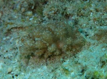 ２０１３／８／１５撮影 phyllodesmium keohleri