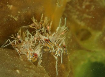 トゲツノメエビ 9/9/2014