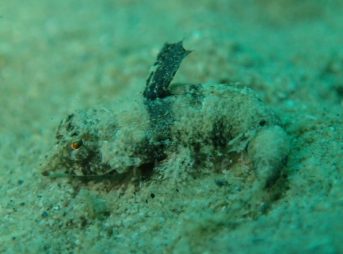 ハナビヌメリ属の一種 9/9/2014