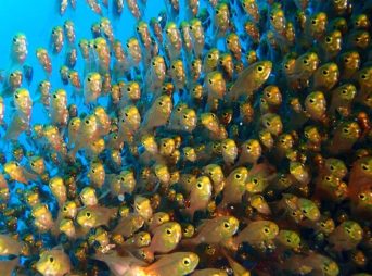 キンメモドキの群れ 9/11/2014