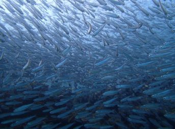 ２０１３／９／１５撮影　イワシ球