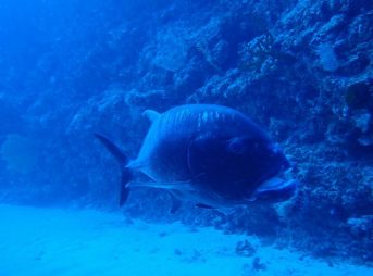 ２０１３／９／２３撮影　ロウニンアジ