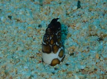 ２０１３／１０／２０撮影 イレズミウミヘビ