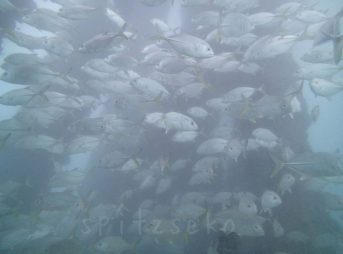 ギンガメアジ 12/15/2014