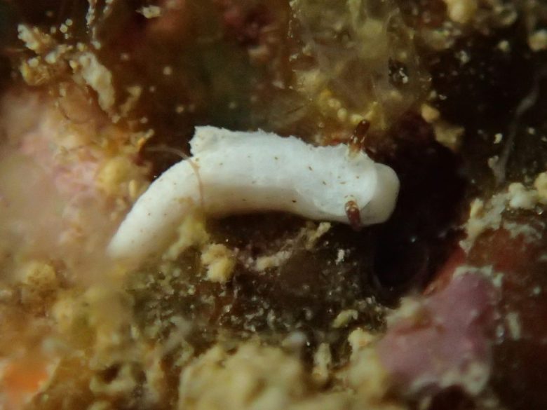 ネコジタウミウシsp