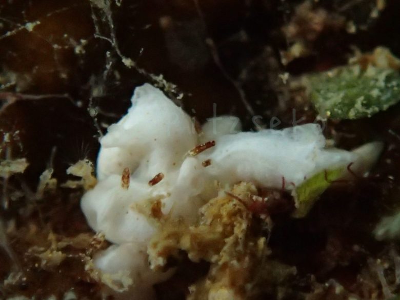 ネコジタウミウシsp集まってる 12/29/2014