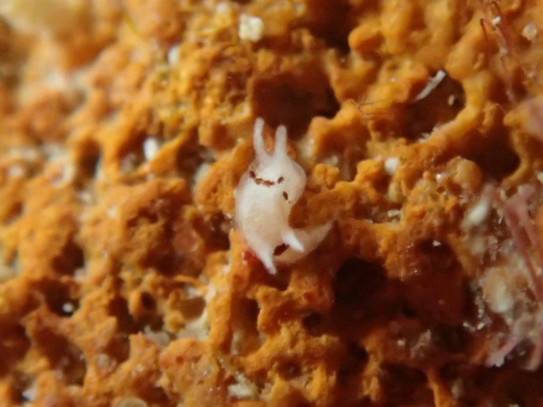 コトヒメウミウシsp