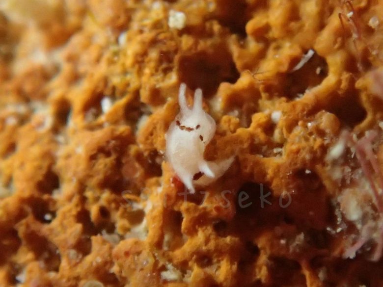 コトヒメウミウシsp 12/29/2014