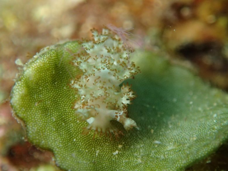 ホクヨウウミウシsp