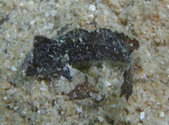 200８年６月２１日撮影　アカウントスフェックス・レウリニス