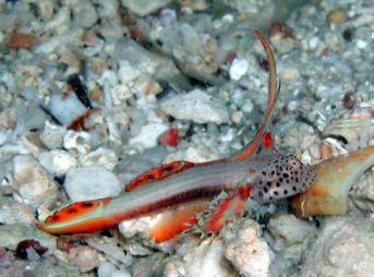 200８年６月２４日撮影　ホムラハゼ