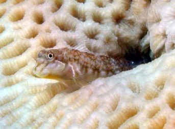 ２００８年７月６日撮影　セイシェルブレニー