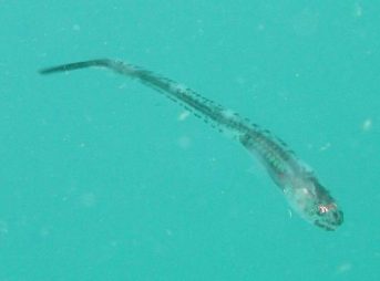 ２００８年８月３１日撮影　カザリカクレウオ