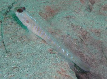 ２００８年９月２９日撮影　ツバメクサハゼ