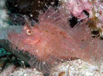 ２００８年６月５日撮影　ボロカサゴ