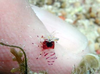 ２００８年６月５日撮影　ヨコシマエビ子供