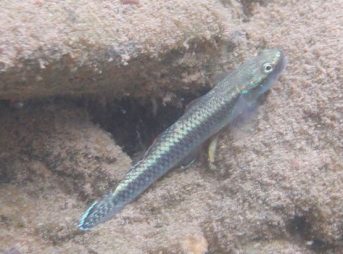 ２００９／１２／２０撮影　フラッシュな自然光　コンテリボウズハゼ　オス