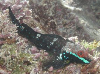 ２００９／４／２９撮影 アヤヘビギンポ　オス　婚姻色