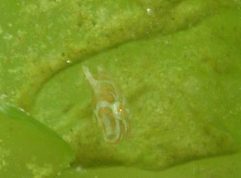 ２００９／７／８撮影　スダレカワハギｙｇ