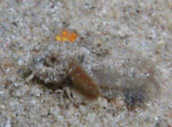 ２００９／８／１３撮影　ヒメオニオコゼｙｇ